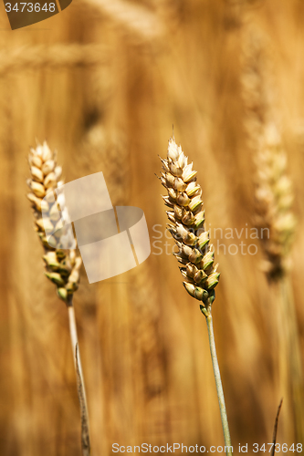 Image of rye ear  