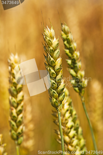 Image of rye ears  