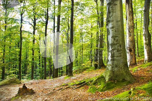 Image of   trees   in  autumn  