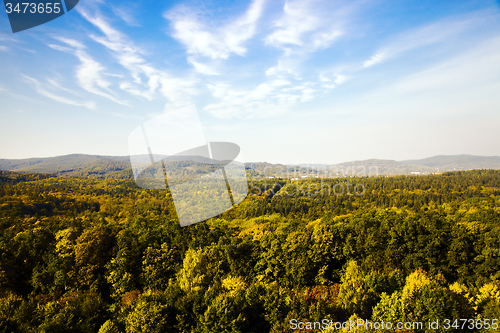 Image of   trees   in  autumn  