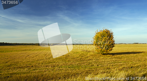 Image of tree in the field 