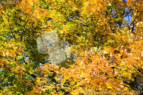 Image of   trees   in  autumn  