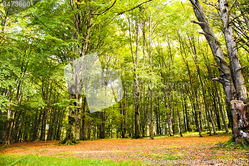 Image of   trees   in  autumn  