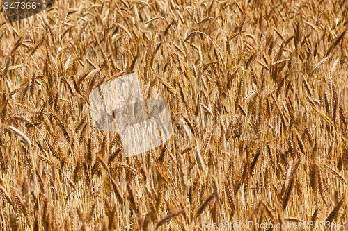 Image of  harvest company