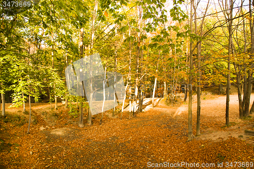 Image of   trees   in  autumn  