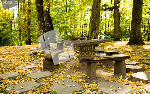 Image of trees  in a park 