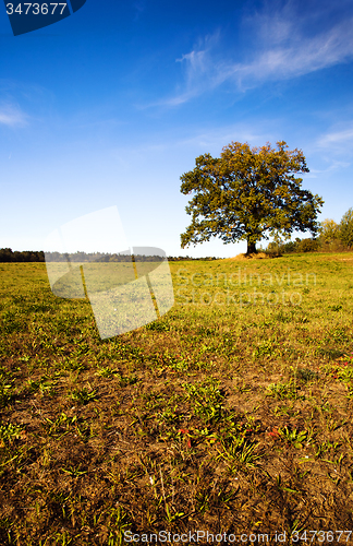 Image of tree in the field 