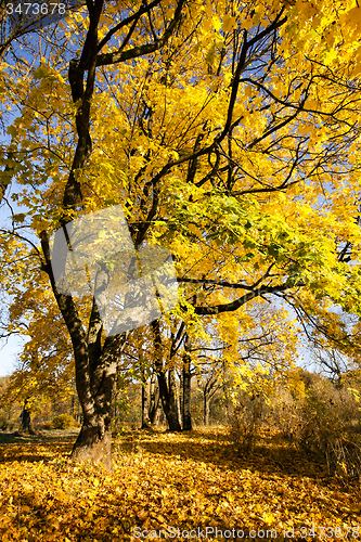 Image of autumn tree 