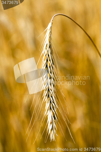 Image of rye ear  