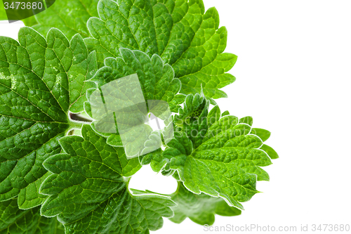 Image of Green Mint