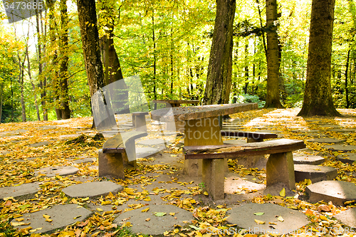 Image of trees  in a park 