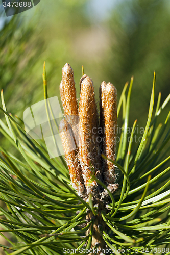 Image of fir-tree sprouts  