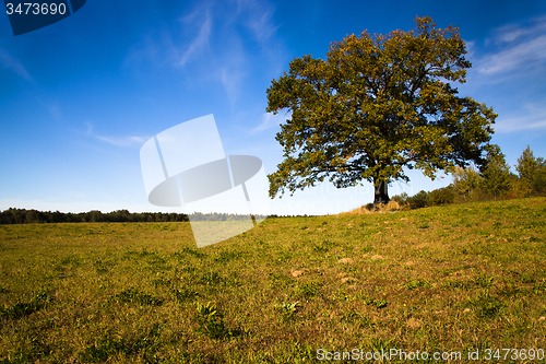 Image of   trees   in  autumn  