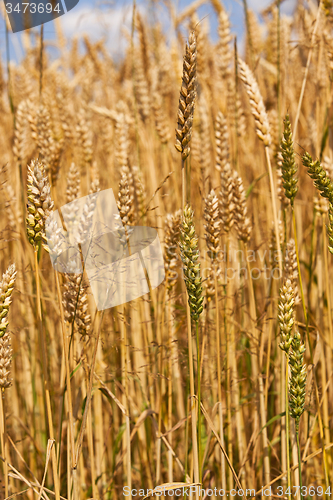 Image of rye ears  