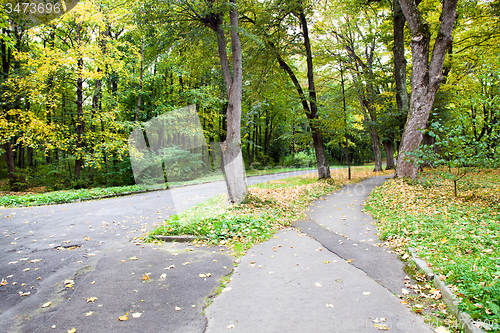 Image of   trees   in  autumn  