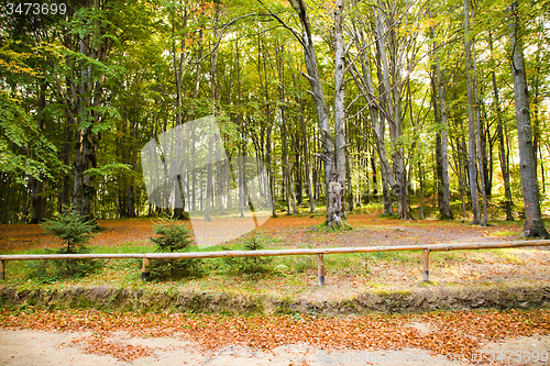 Image of   trees   in  autumn  