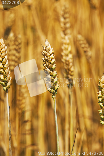 Image of the turned yellow rye  