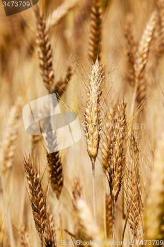 Image of rye ear 