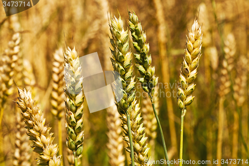 Image of turning green rye  