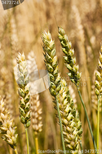 Image of turning green rye  