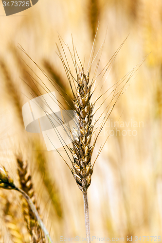 Image of rye ear  