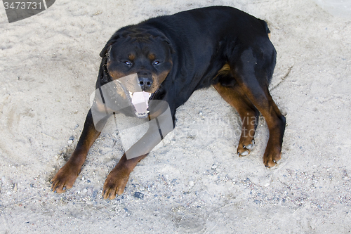 Image of   black dog.  