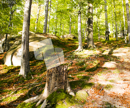 Image of   trees   in  autumn  