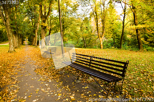 Image of   trees   in  autumn  