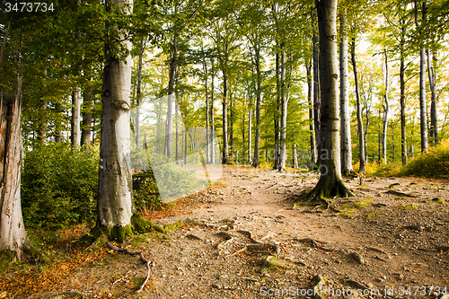 Image of   trees   in  autumn  