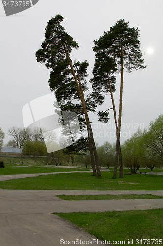 Image of trees  in a park 