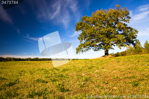 Image of   trees   in  autumn  