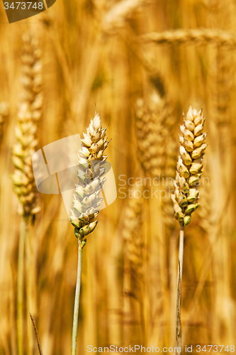 Image of rye ears  