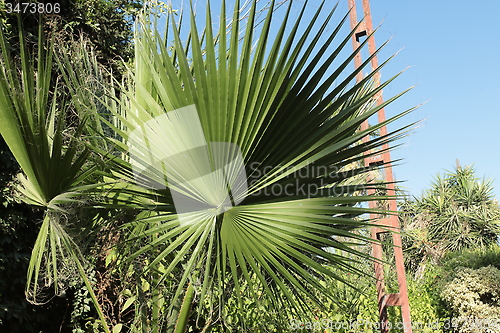 Image of Palm Trees_5773