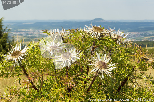 Image of Carlines thistle with the famous hill Hohenstaufen in Germany