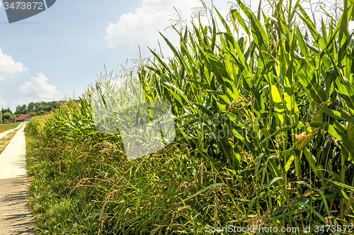 Image of field of corn
