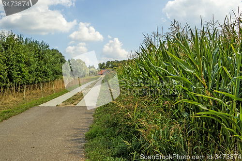 Image of field of corn