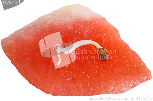 Image of germ of a watermelon 