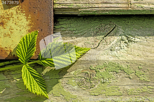 Image of Blackberry leaves on old wooden wall