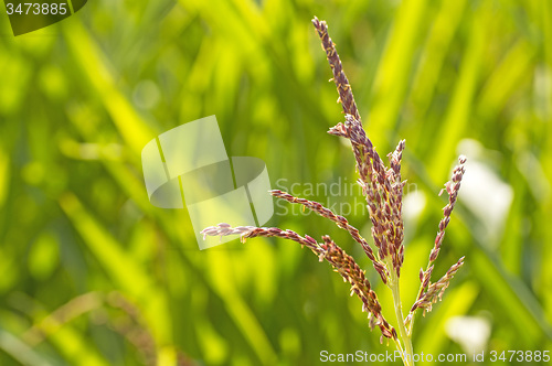 Image of corn, male flowers