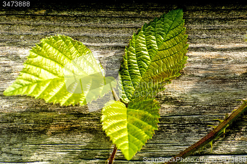 Image of Blackberry leaves on old wooden wall