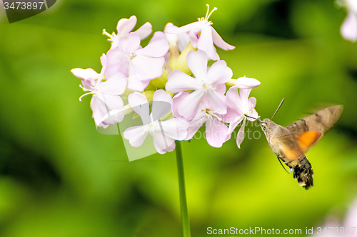 Image of Common soapwort with Hummingbird hawk-moth