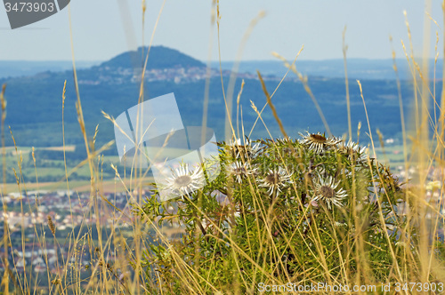 Image of Carlines thistle with the famous hill Hohenstaufen in Germany