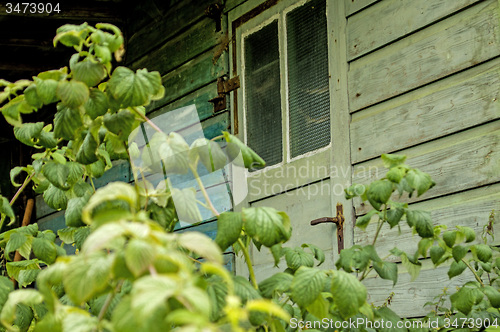 Image of Old cabin hidden behind blackberry bush