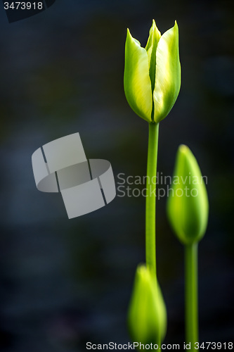 Image of Wild tulips