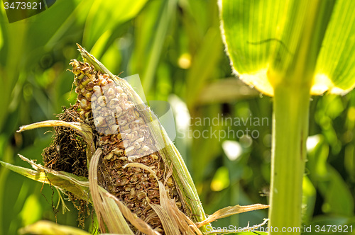 Image of corn cob, withered