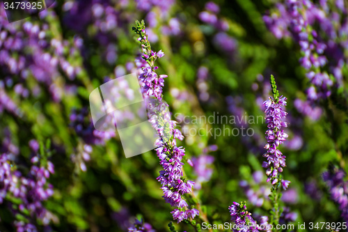 Image of Erica flowers 