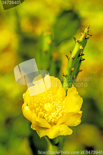 Image of Opuntia ficus-indica with flower