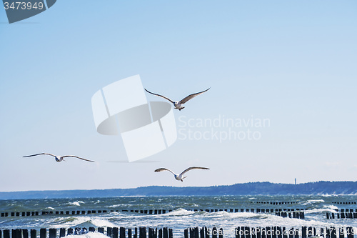 Image of Baltic Sea with groins and sea gulls