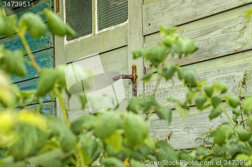 Image of Old cabin hidden behind blackberry bush