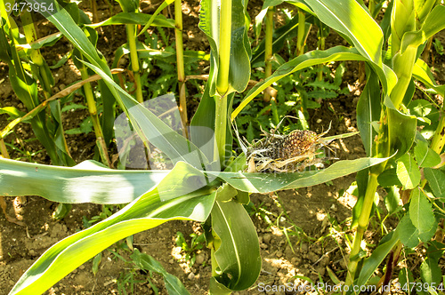 Image of corn cob, withered